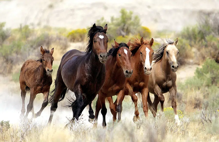 RCMP say feral horses found dead near Kamloops Friday may have been there for weeks