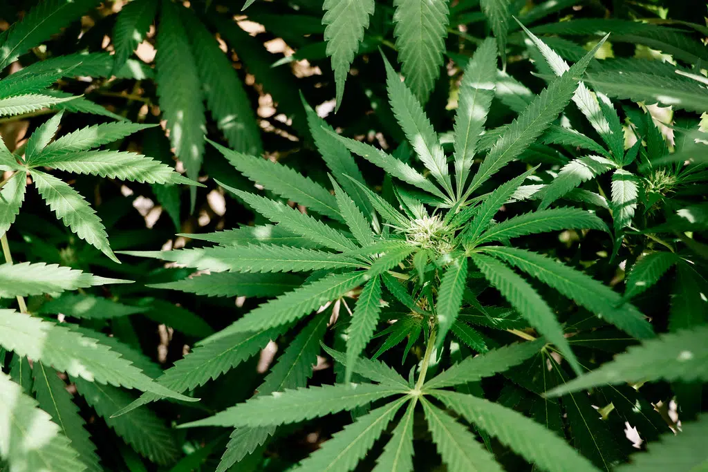 Ashcroft exploring possibility of allowing cannabis shops in village