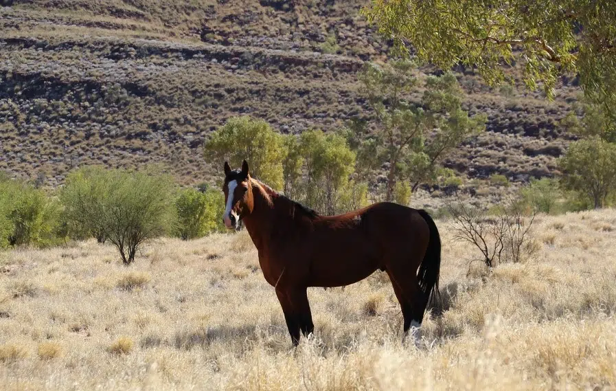 RCMP still looking for ‘concrete tips’ into shooting deaths of 17 feral