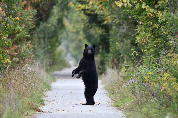 Significant drop in black bear killings in Kamloops sparks hope for wildlife advocates