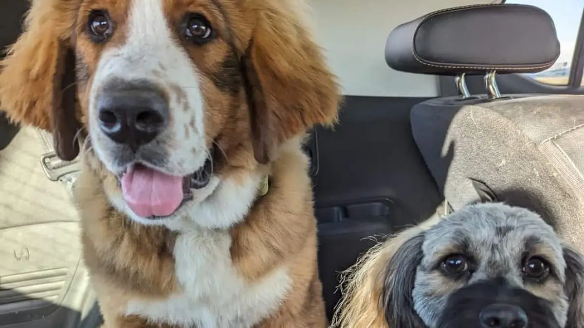 Support surges for kennel facility outside Kamloops amid wildfire