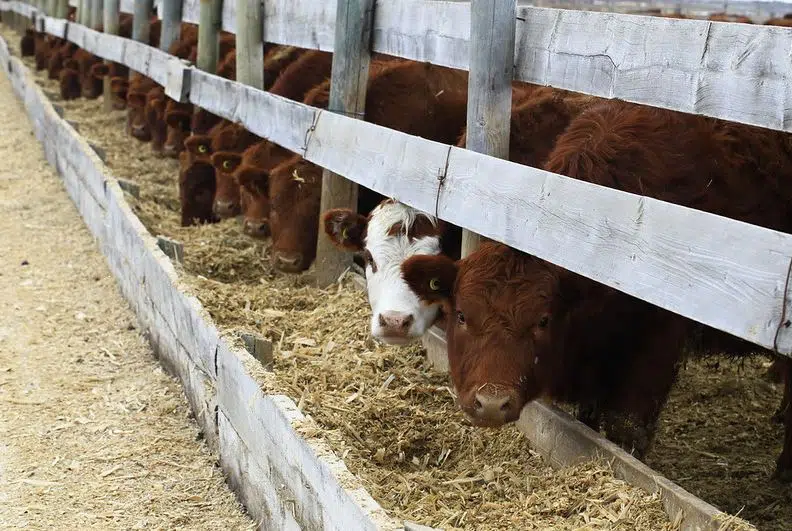 Drought and feed shortages cast uncertainty for BC ranchers on spring recovery