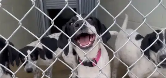 Four starving puppies found abandoned in Kamloops to be adoption-ready soon