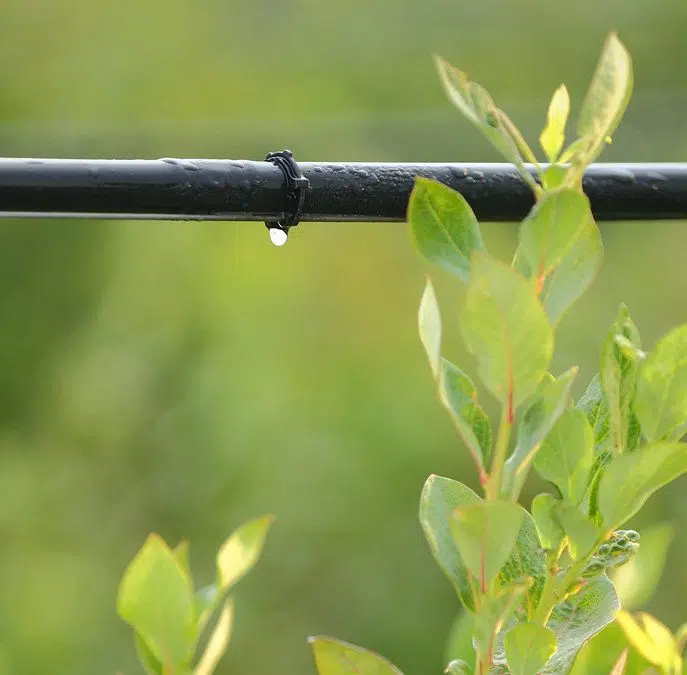 Drip irrigation to be permitted again as Kamloops water use drops for