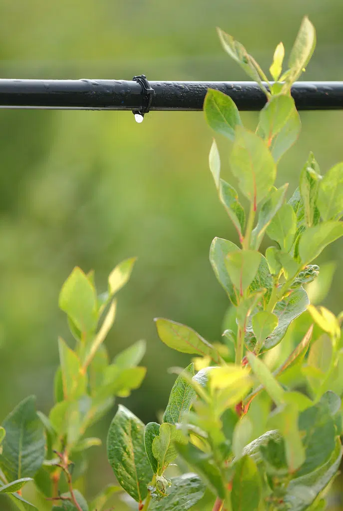 Drip irrigation to be permitted again as Kamloops water use drops for third straight week