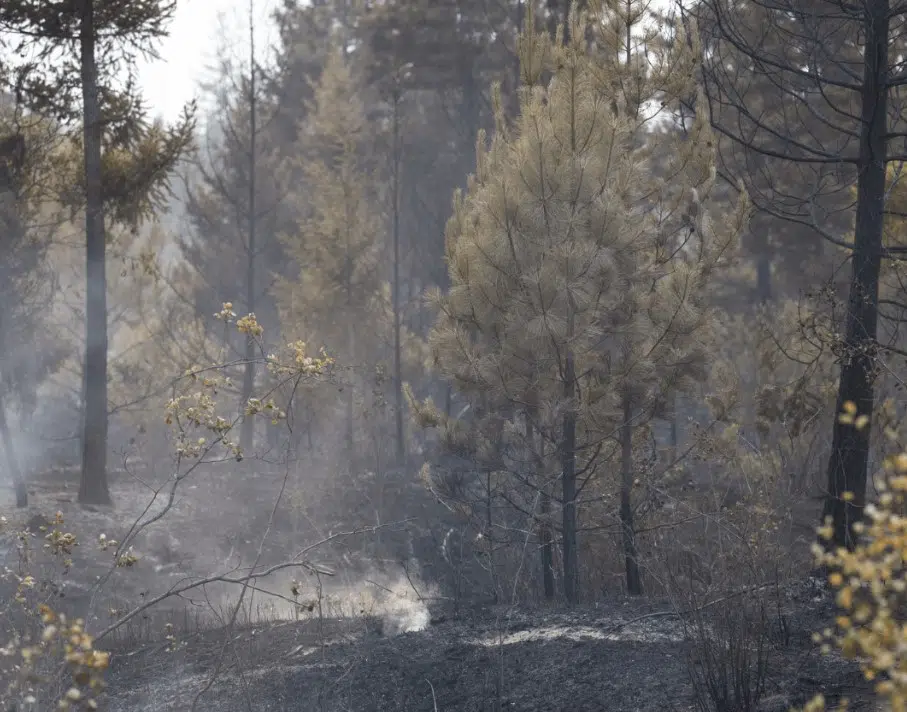 TNRD, CSRD lift evacuation alerts as Bush Creek East Fire being held at 456 sq. km.