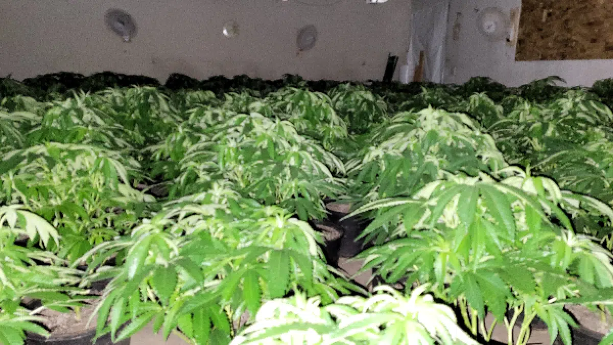 Charges Pending After Merritt RCMP Seize Over 500 Cannabis Plants From ...