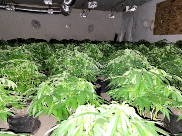 Charges pending after Merritt RCMP seize over 500 cannabis plants from rural grow-op