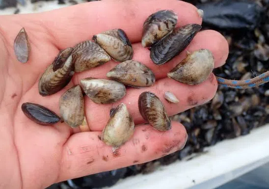 Shuswap authorities call on province to tighten border controls over threat of invasive mussels