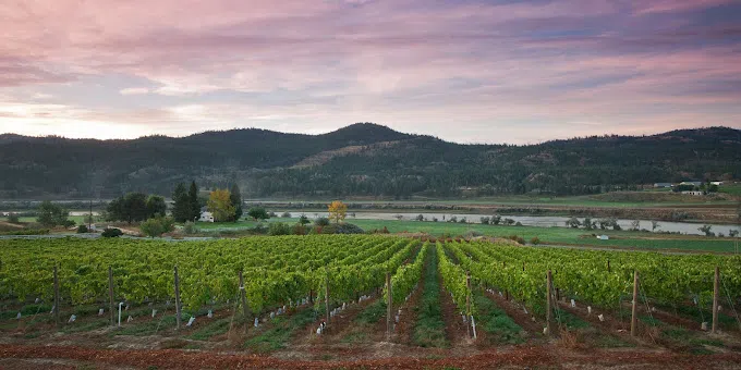 B.C. orchards and vineyards to get $70M to replant after disastrous weather