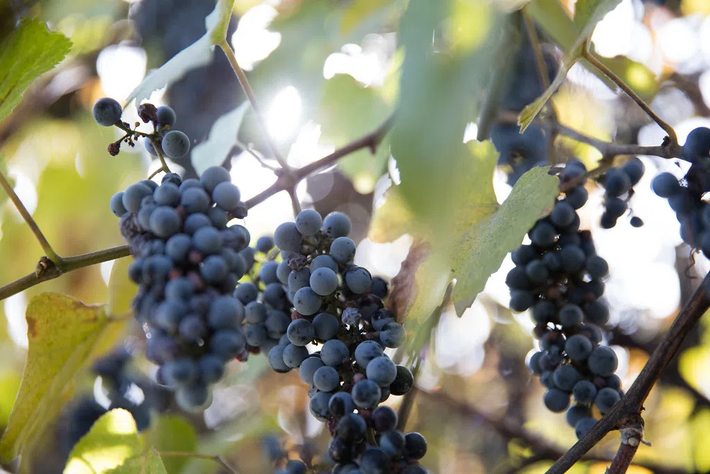 B.C.'s 2024 vintage faces wipeout, as wine report predicts up to 99% loss due to cold
