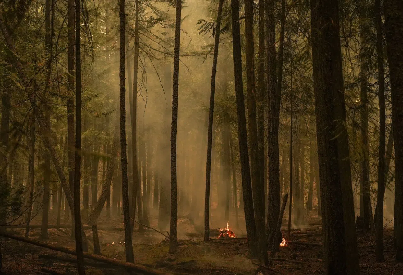 B.C. moves to increase use of fire-damaged timber