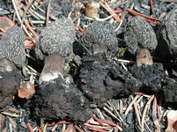 Skwlax Nation warns of "harsh" response to outside mushroom harvesters