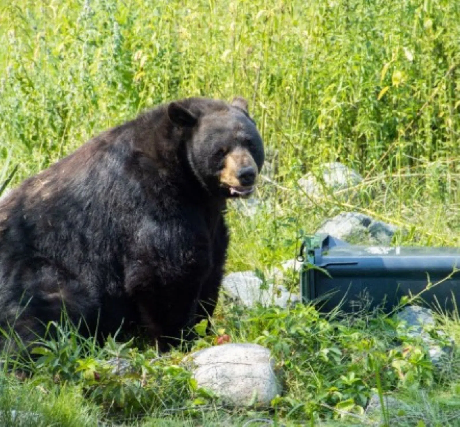 Bigger bear-resistant bins, clearer rules coming from City of Kamloops