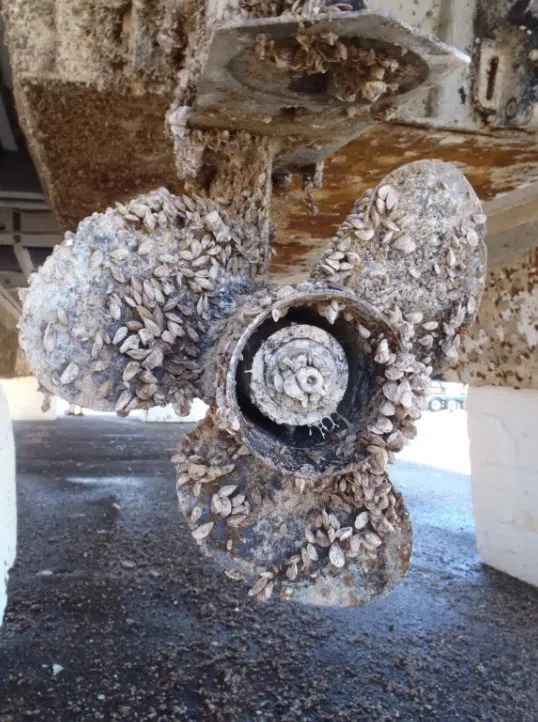 New warnings issued for zebra mussels after discovery in Washington State