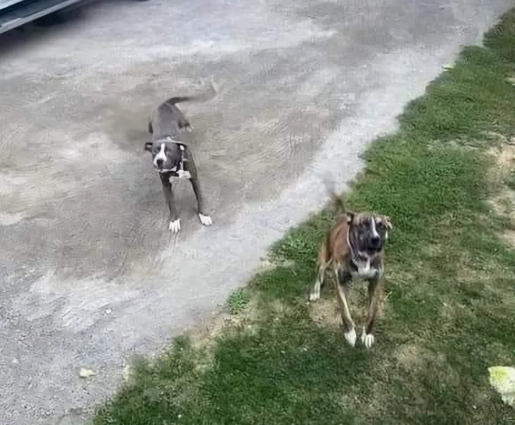 Investigation underway after alleged dog attack in North Kamloops