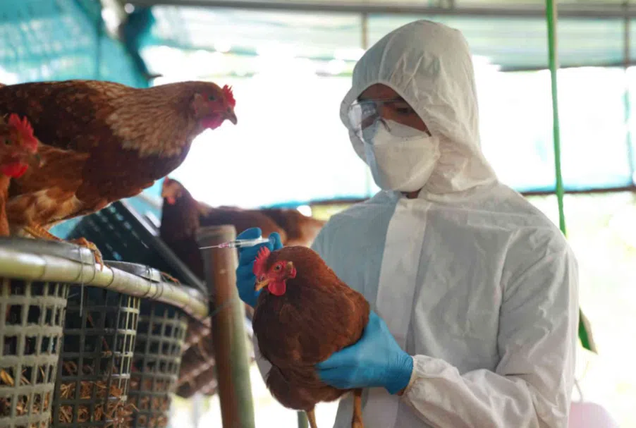 BC teen contracts first known human case of bird flu in Canada