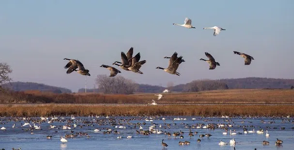 People, pets asked to avoid ponds as BC's human bird flu case linked to wild geese