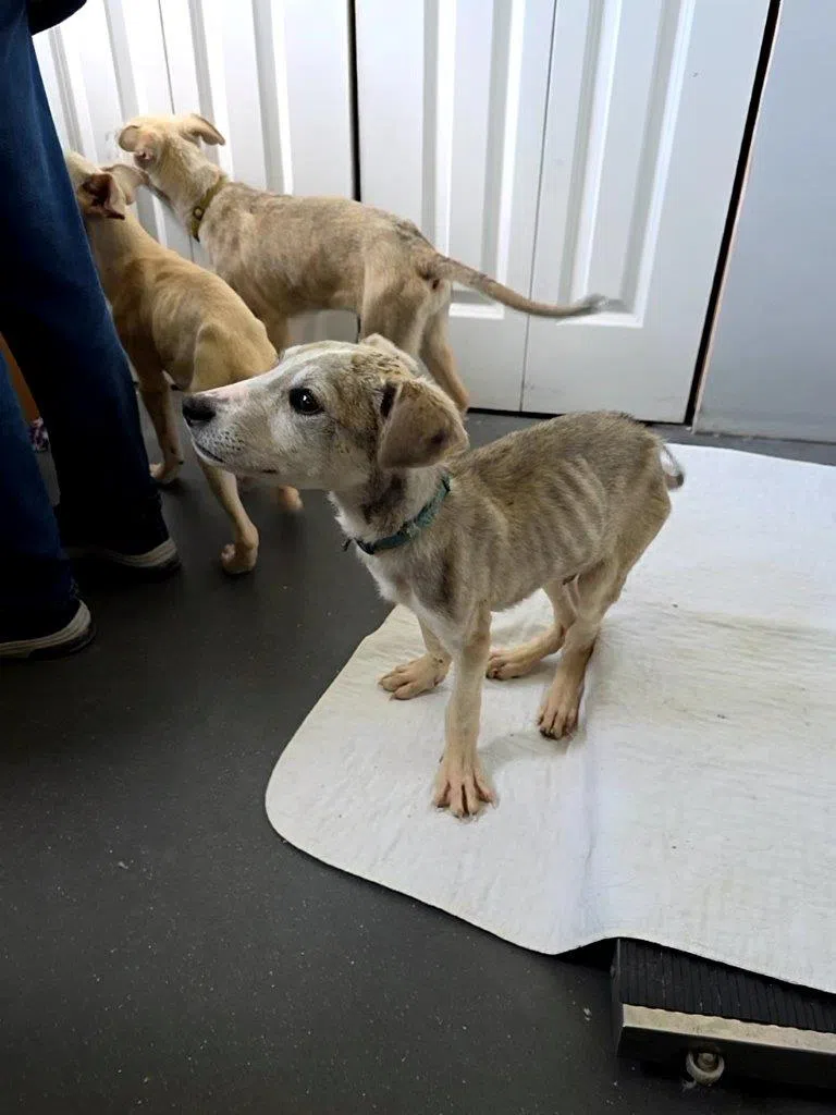 Puppies from Kamloops area recovering following SPCA rescue