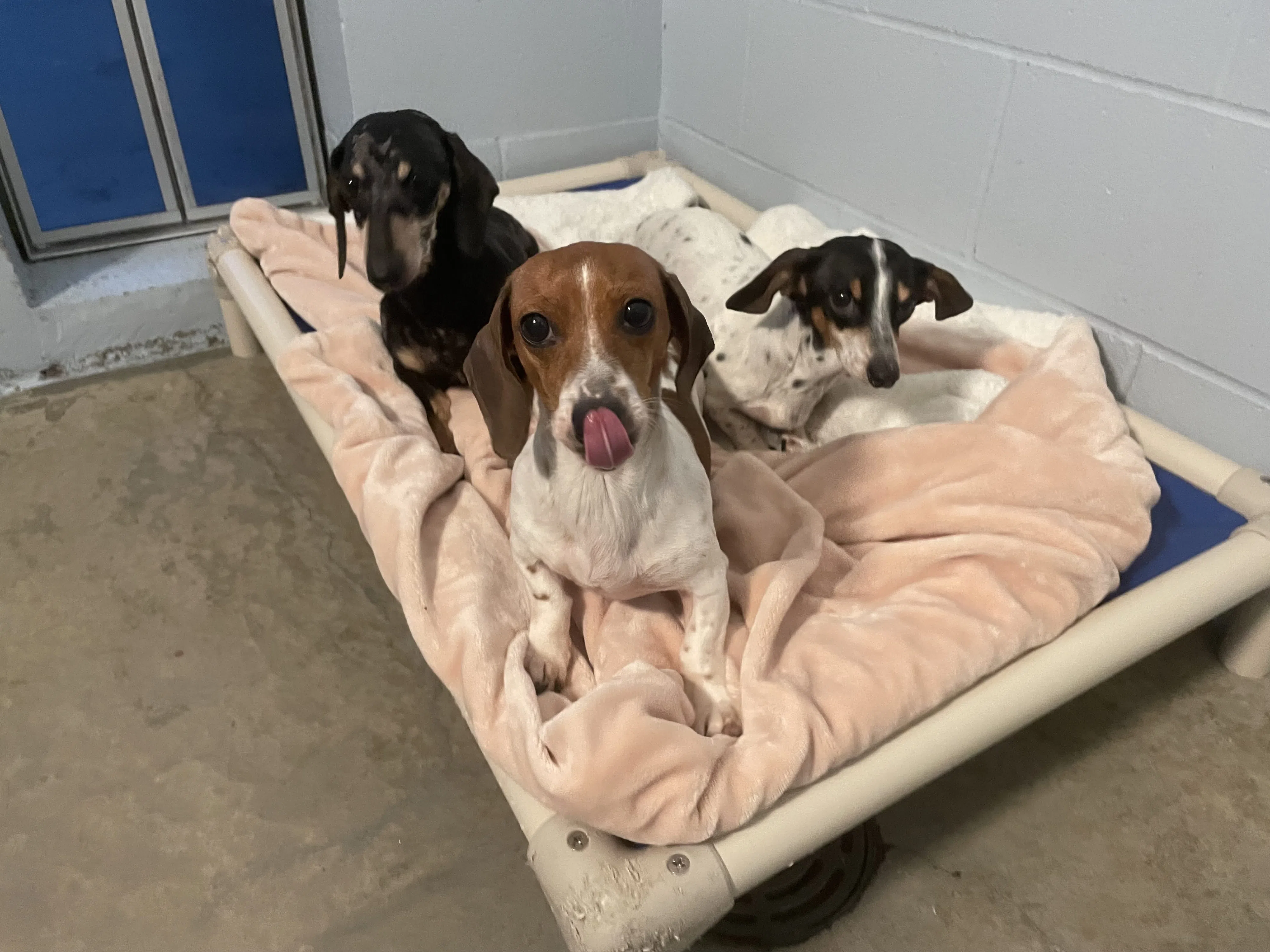 Clearwater breeder pleads guilty to animal cruelty charges