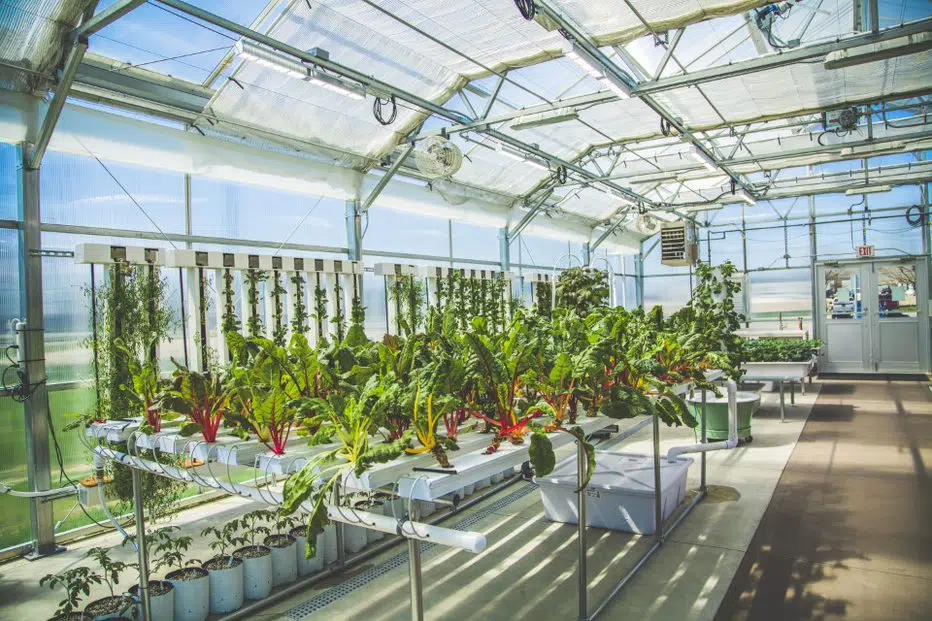 Parkview's Community Greenhouse and Learning Kitchen