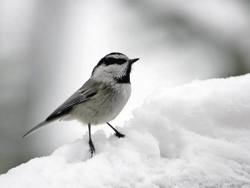 Take backyard bird feeders down in light of Avian Flu Country 600 CJWW