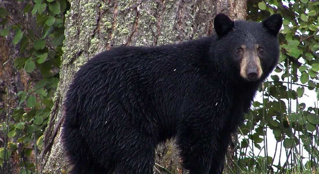 How to Prevent Bear Attacks, According to Experts