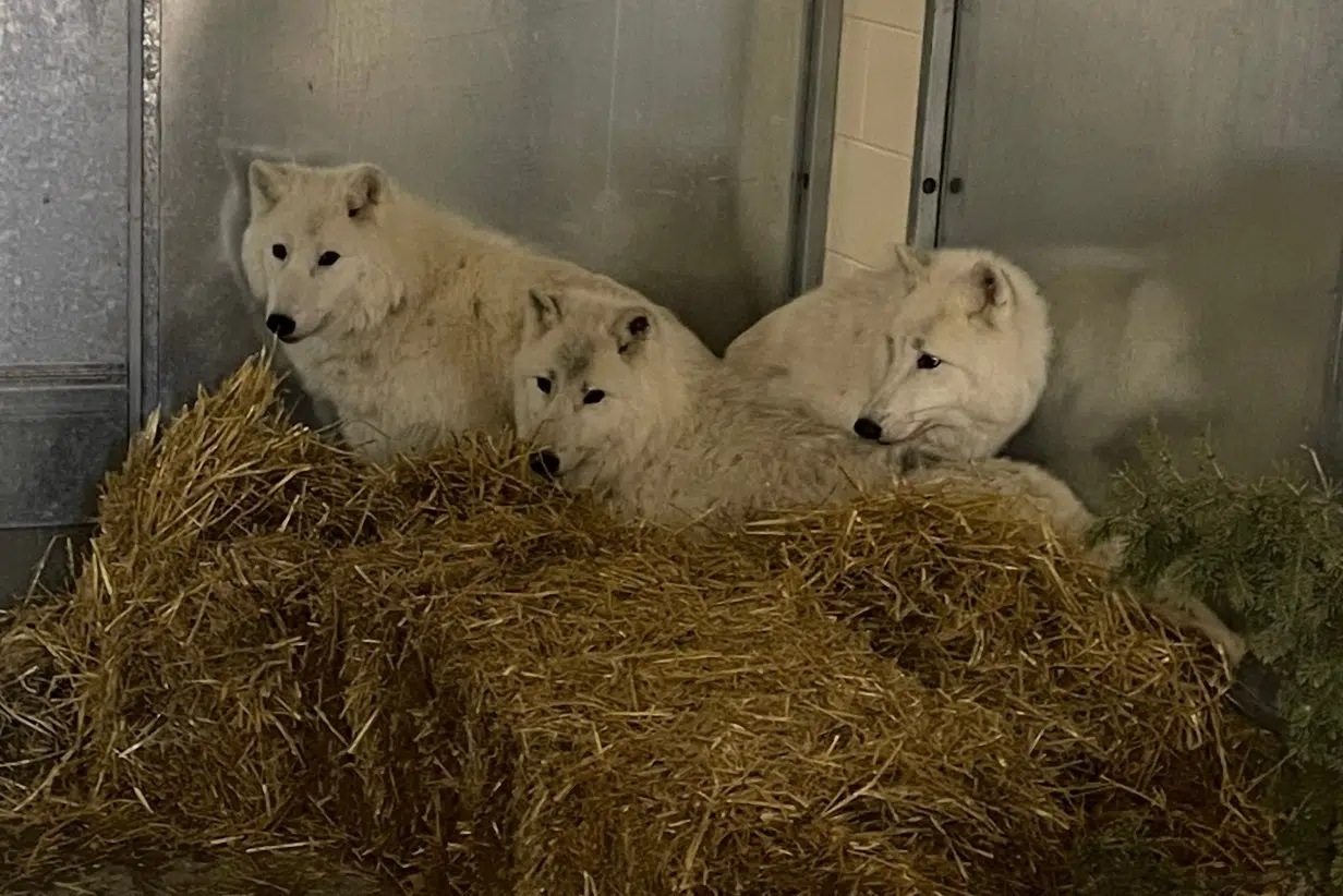 Animals at Forestry Farm are loving the cold weather ! 