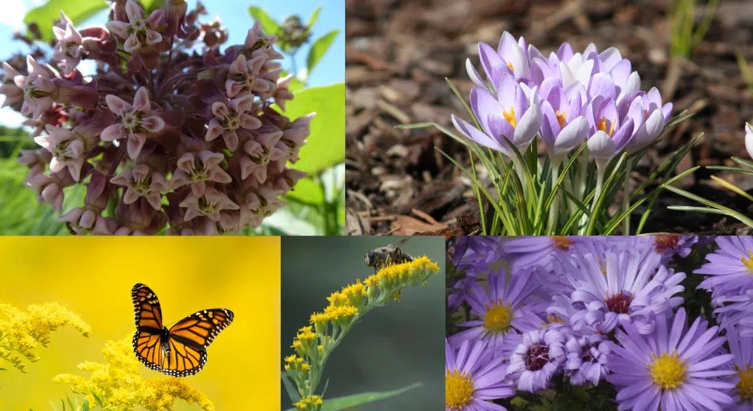 NCC urges Saskatchewan residents to consider native plants in their ...