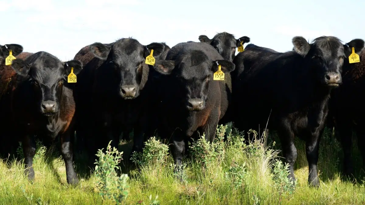 Feeder cattle prices rising while the slaughter cow market falters