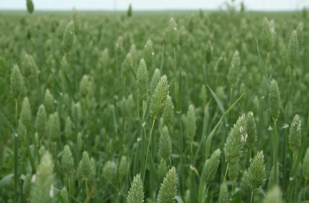 Millet providing competition for canary seed as a bird feed Country