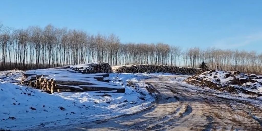 "Teach-in" event to draw attention to clear-cutting in Saskatchewan's north - Vimarsana News