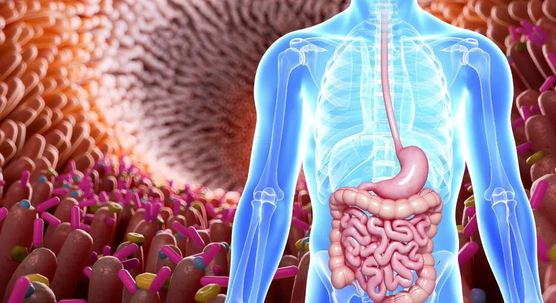 Importance du microbiome intestinal explorée à l’USask Canadian Light Source