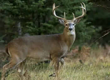 DNR Awards Twelve Grants For Deer Habitat Improvements Across U.P.