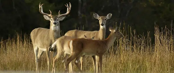 Michigan DNR Reports 22,787 Deer Harvested In Upper Peninsula ...