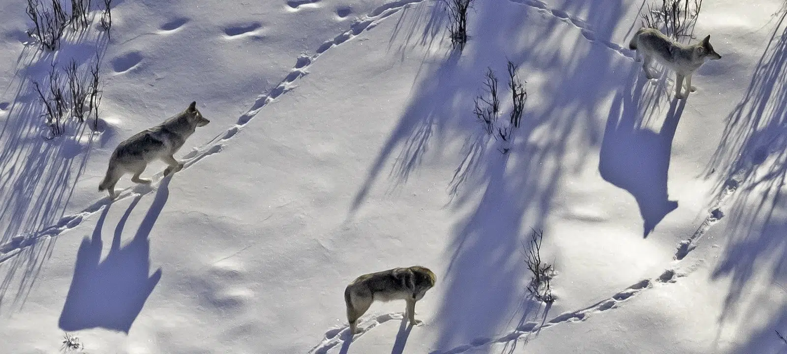 Michigan Tech Researchers: U.P. Wolf Population Up, Moose Numbers