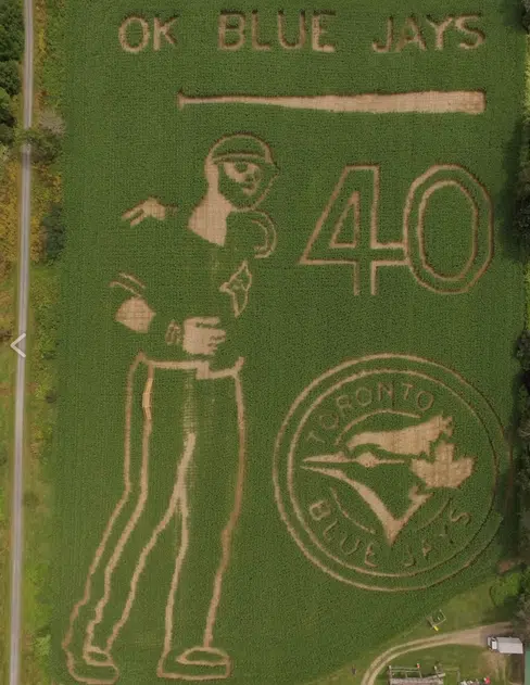 Hunter Brothers Farm Celebrates Blue Jays 40th Season With Corn Maze