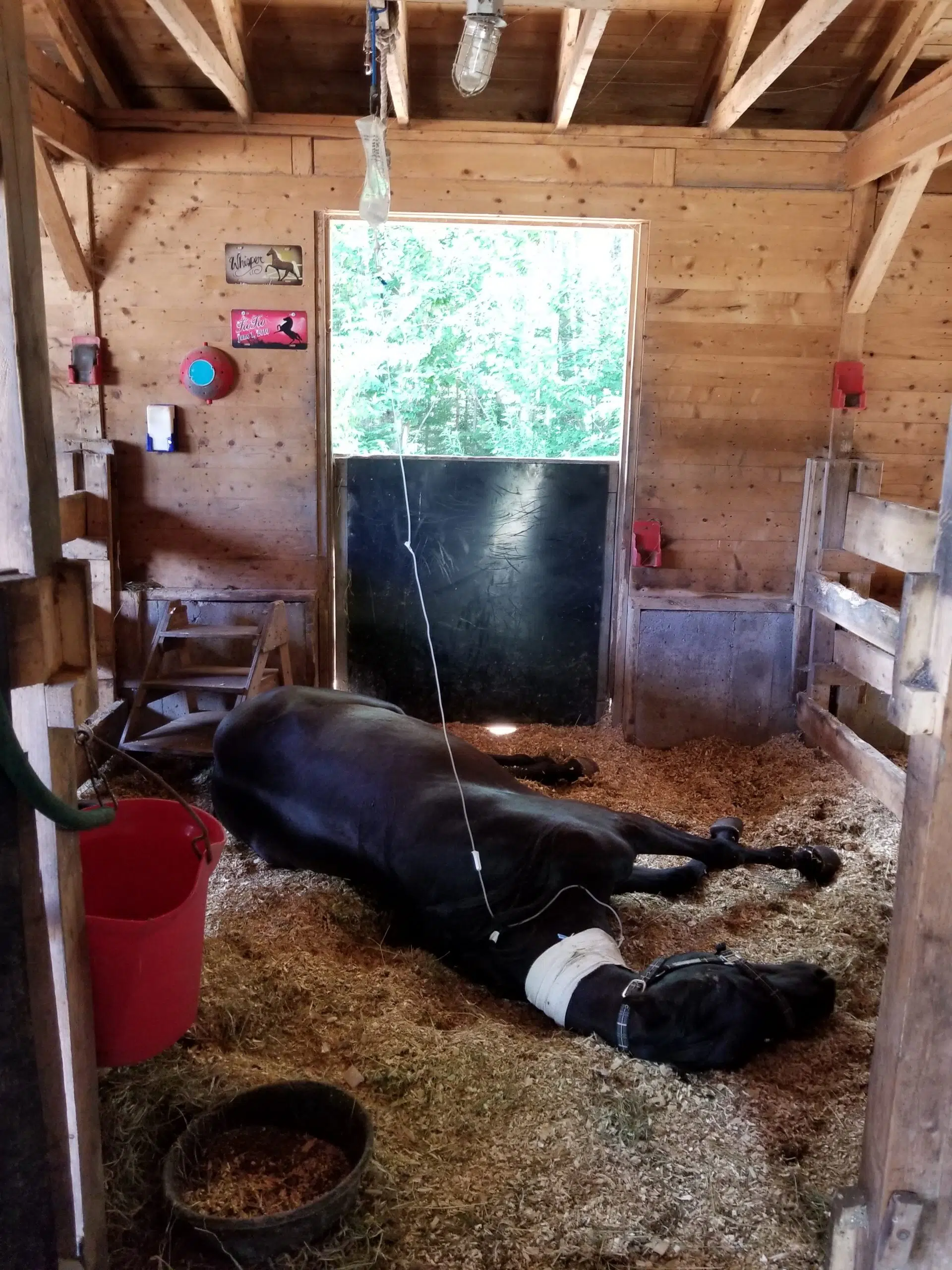 Botulism Claims Two Horses at Chester Basin Rescue Farm, Even More At Risk