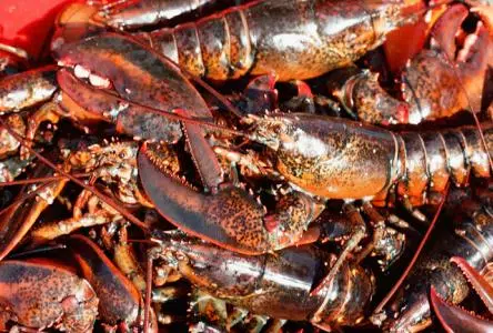 RCMP Seeking Lobster Thief
