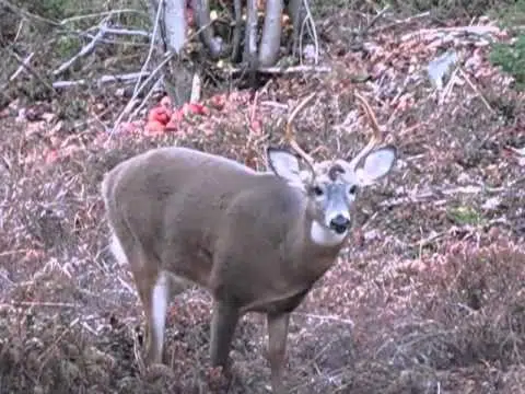 Deer Hunting Season Opens Friday