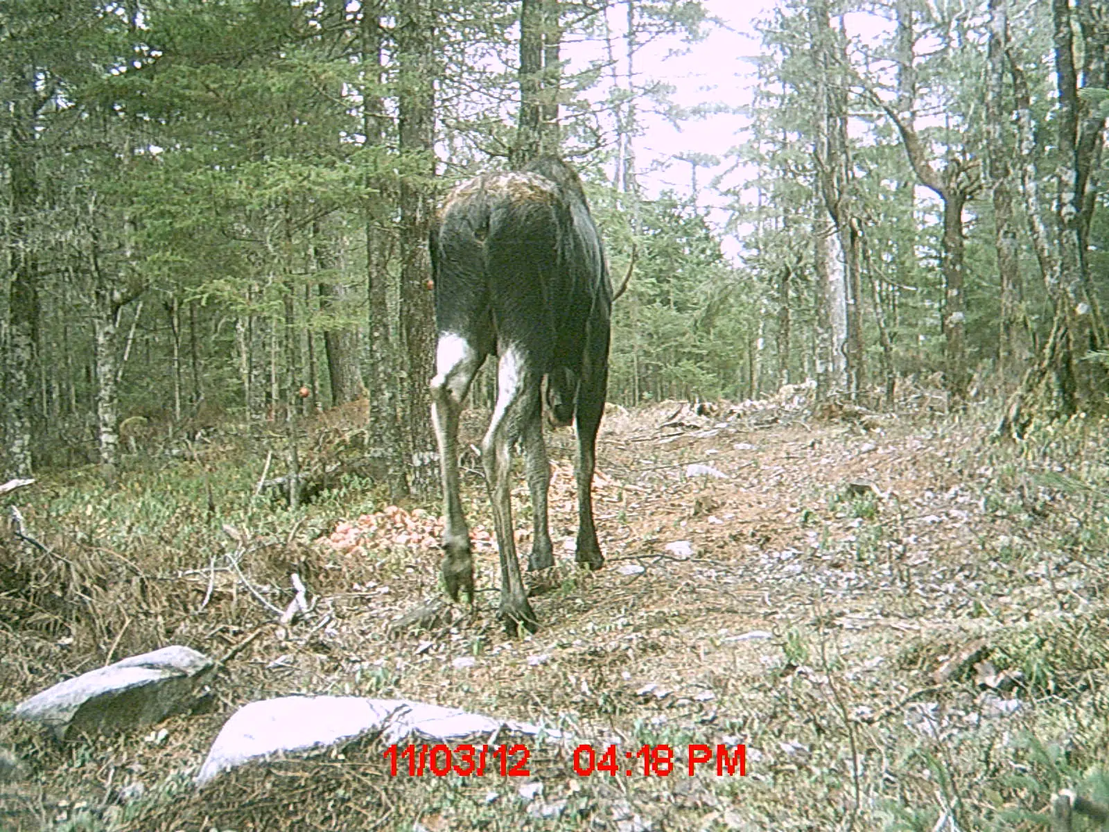 Mainland Moose are on the loose! Have you seen one?
