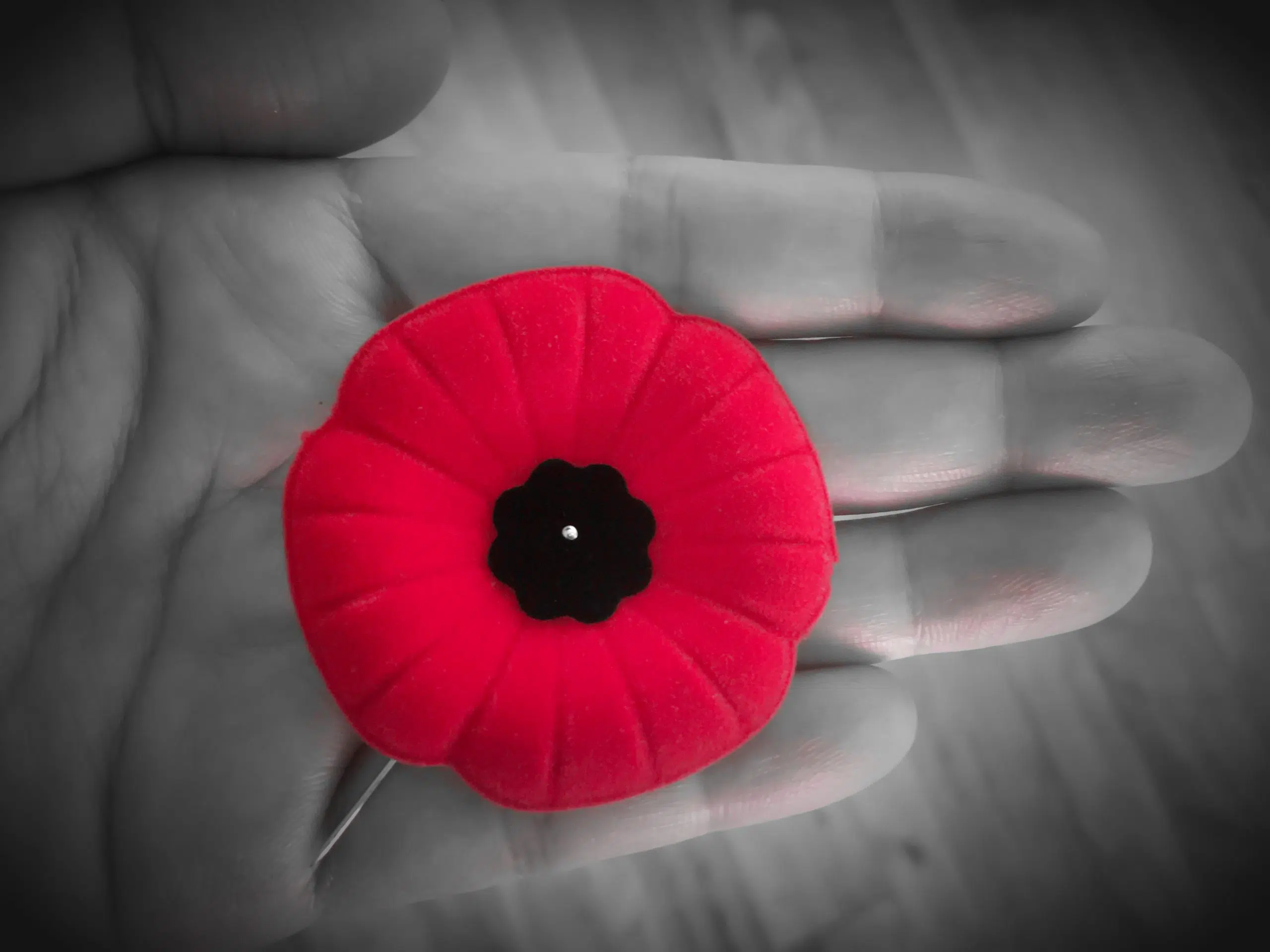 Wearing Your Poppy Properly (And not Losing It)