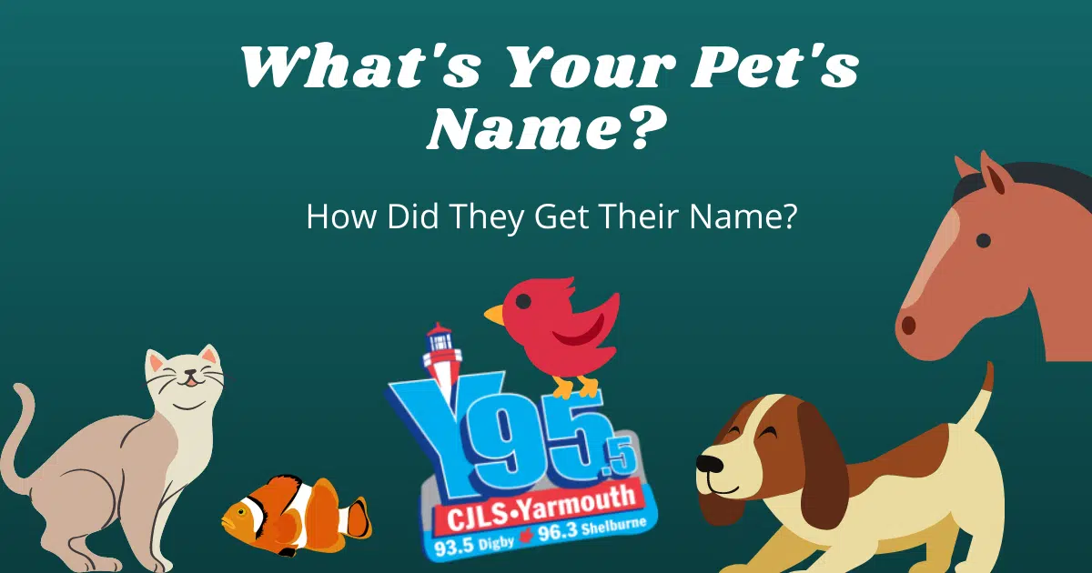 What's Your Pet's Name? How Did It Get It?