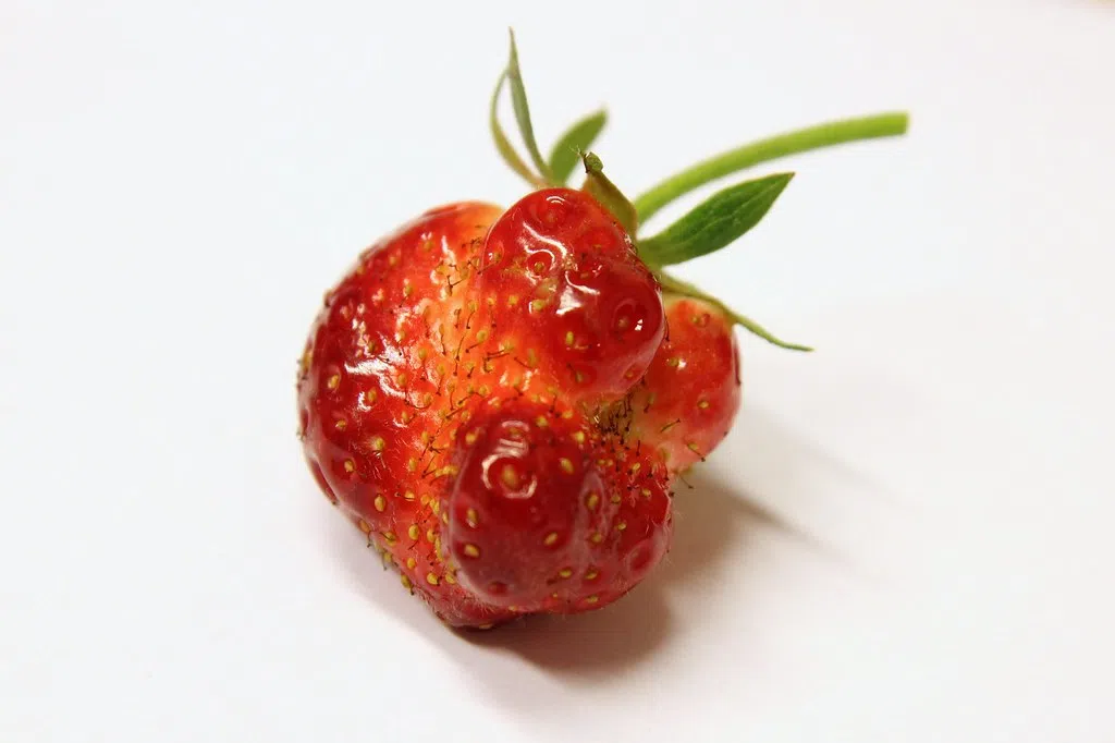 Would you & do you  buy Ugly Fruits & Veggies ?  Yes ? No ?