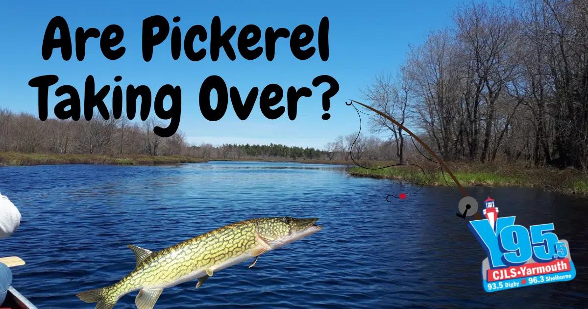 Tomorrow Is The First Day Of Sport Fishing! Do You Fish? What Do You Think Of All The Pickerel? Is There Less Trout?