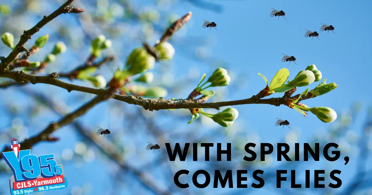 Tis The Season For Flies! Here's What You Can Do To Keep Them At Bay!