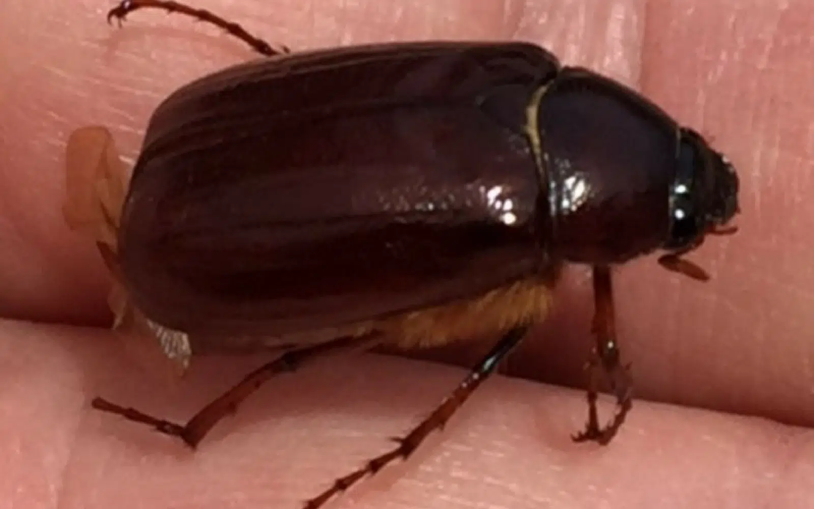 The Gross Out Moment of the Day...June Bugs...As a Snack?