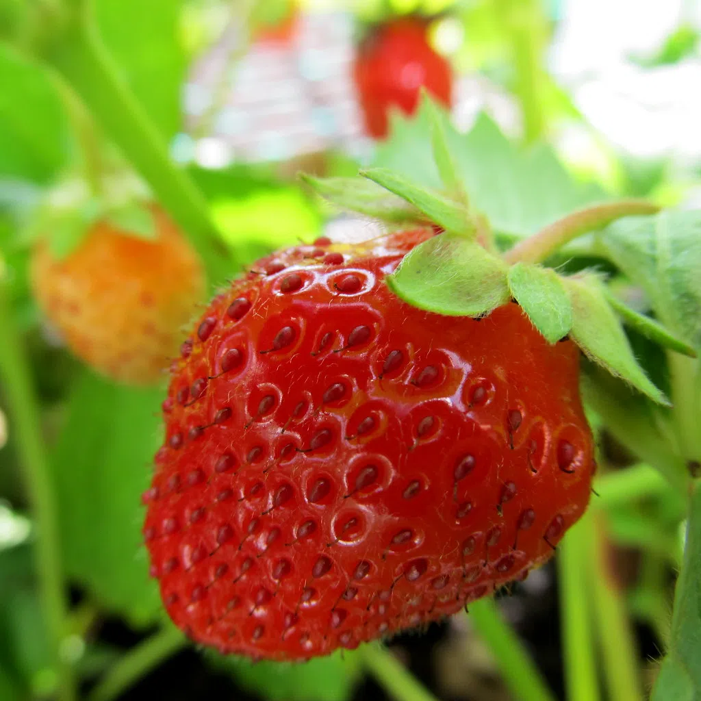 Strawberries will be here Soon ! Check out this info .