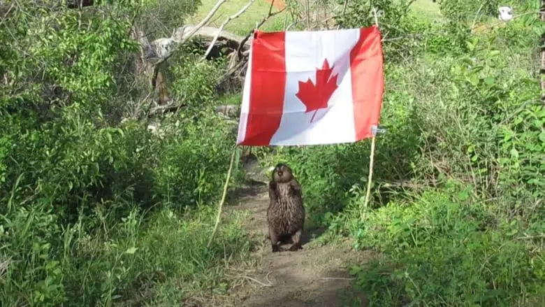 In Saskatoon Spud the beaver poses with Canadian flag, takes flagpole and leaves .