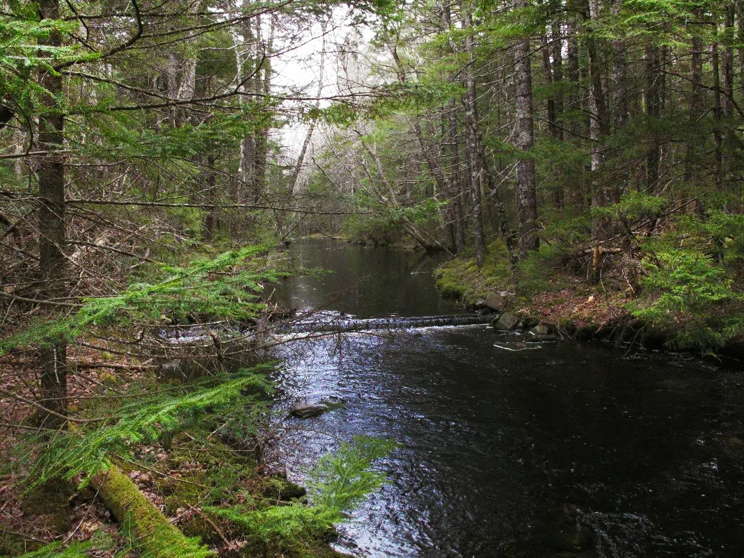 NCC Conserves Old Growth Acadian Forest In Yarmouth